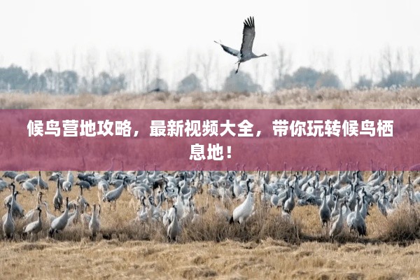 候鸟营地攻略，最新视频大全，带你玩转候鸟栖息地！