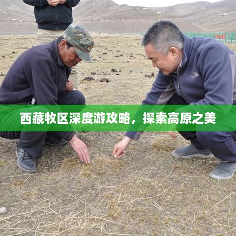 西藏牧区深度游攻略，探索高原之美