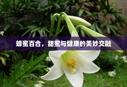 蜂蜜百合，甜蜜与健康的美妙交融