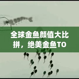 全球金鱼颜值大比拼，绝美金鱼TOP榜单揭晓！
