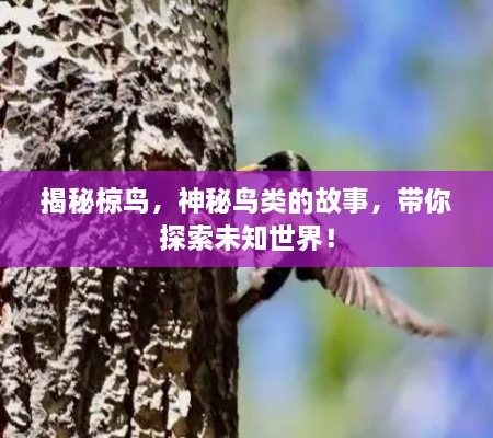 揭秘椋鸟，神秘鸟类的故事，带你探索未知世界！