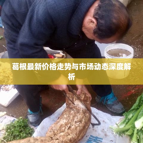 葛根最新价格走势与市场动态深度解析