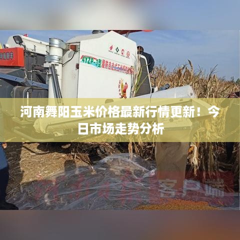 河南舞阳玉米价格最新行情更新！今日市场走势分析
