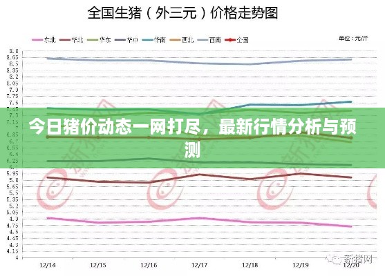 今日猪价动态一网打尽，最新行情分析与预测