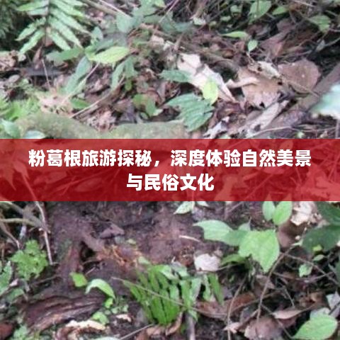 粉葛根旅游探秘，深度体验自然美景与民俗文化
