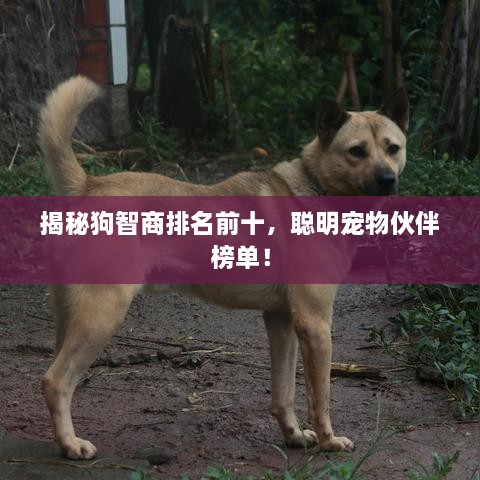 揭秘狗智商排名前十，聪明宠物伙伴榜单！
