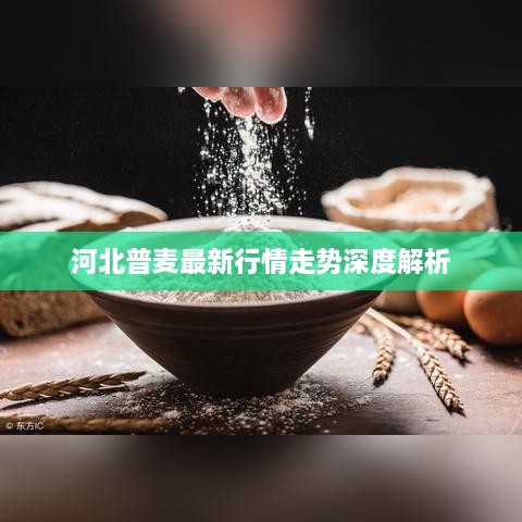 河北普麦最新行情走势深度解析