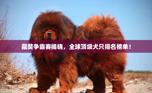 藏獒争霸赛揭晓，全球顶级犬只排名榜单！