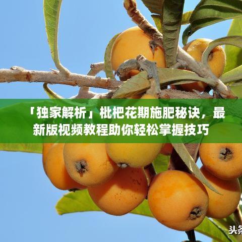 「独家解析」枇杷花期施肥秘诀，最新版视频教程助你轻松掌握技巧