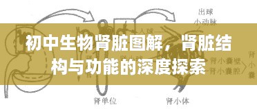 初中生物肾脏图解，肾脏结构与功能的深度探索