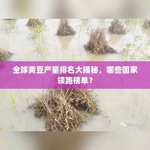 全球黄豆产量排名大揭秘，哪些国家领跑榜单？