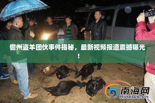 儋州盗羊团伙事件揭秘，最新视频报道震撼曝光！