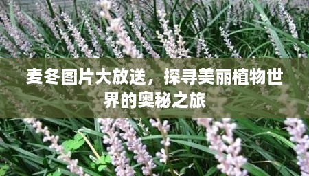 麦冬图片大放送，探寻美丽植物世界的奥秘之旅