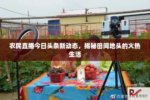 农民直播今日头条新动态，揭秘田间地头的火热生活