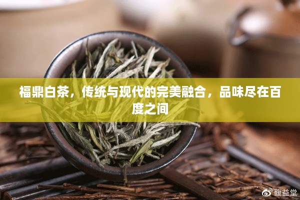 福鼎白茶，传统与现代的完美融合，品味尽在百度之间
