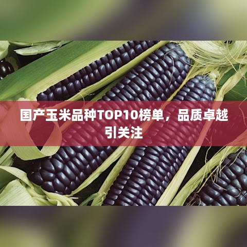 国产玉米品种TOP10榜单，品质卓越引关注