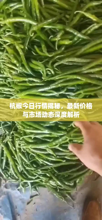 杭椒今日行情揭秘，最新价格与市场动态深度解析