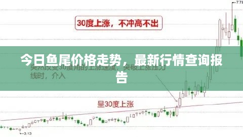 今日鱼尾价格走势，最新行情查询报告