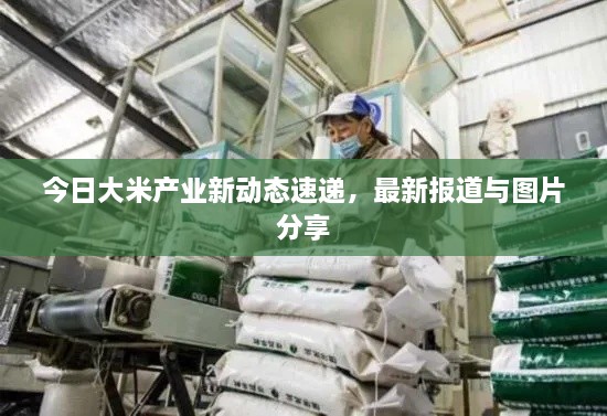 今日大米产业新动态速递，最新报道与图片分享