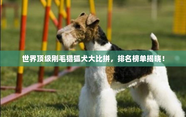 世界顶级刚毛猎狐犬大比拼，排名榜单揭晓！
