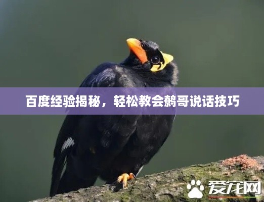 百度经验揭秘，轻松教会鹩哥说话技巧