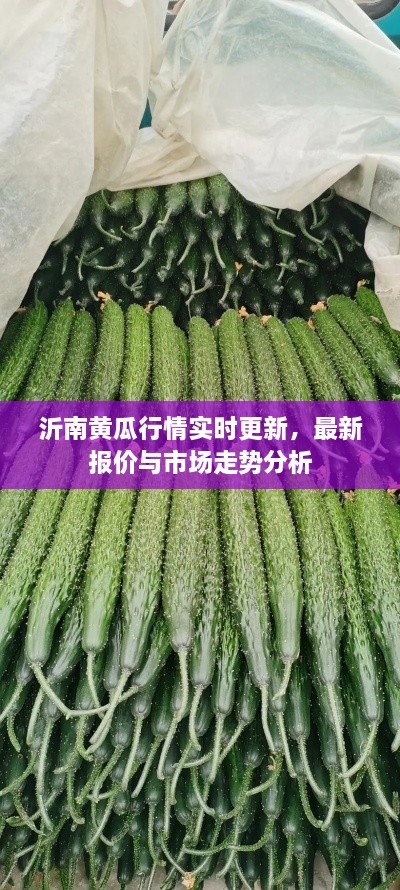 沂南黄瓜行情实时更新，最新报价与市场走势分析